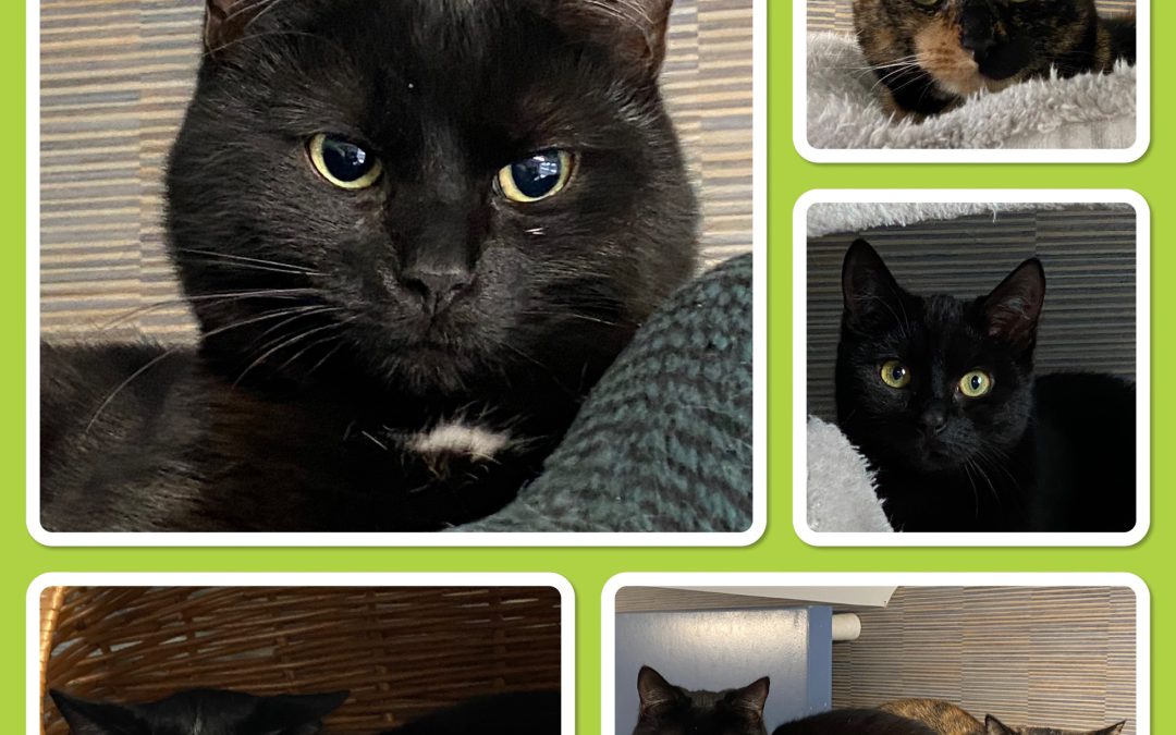 Kittens/jongvolwassen katten – Plaatsbaar