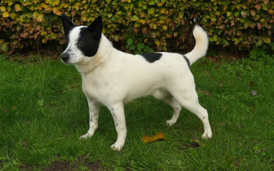 Baloe- Ik heb een baas