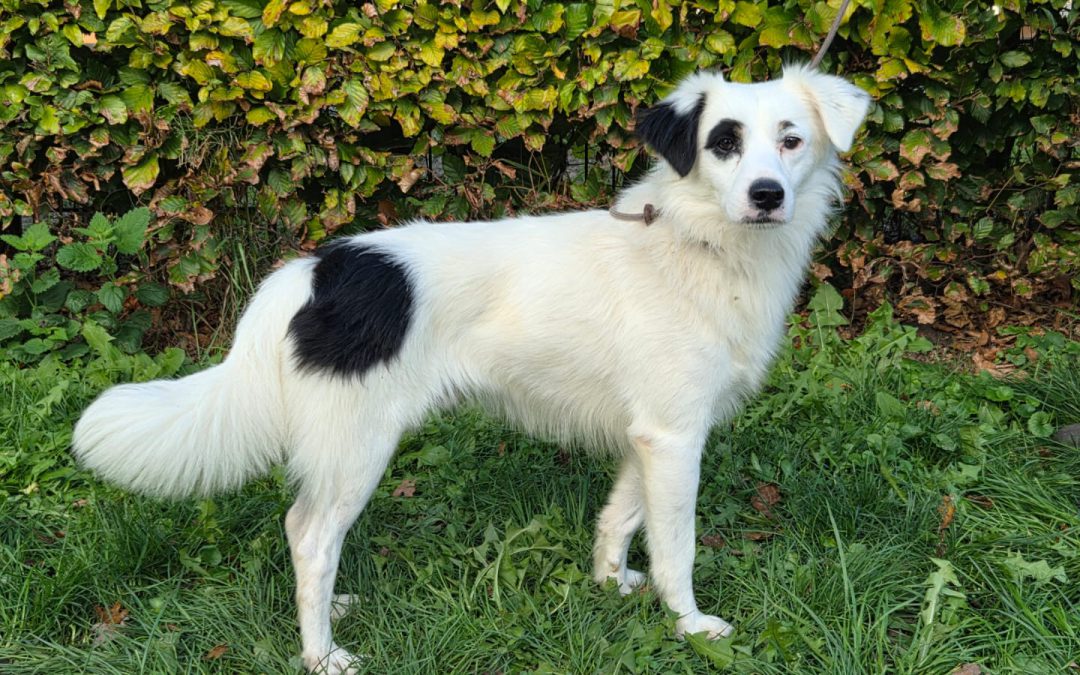 Blanquito- Ik heb een baas