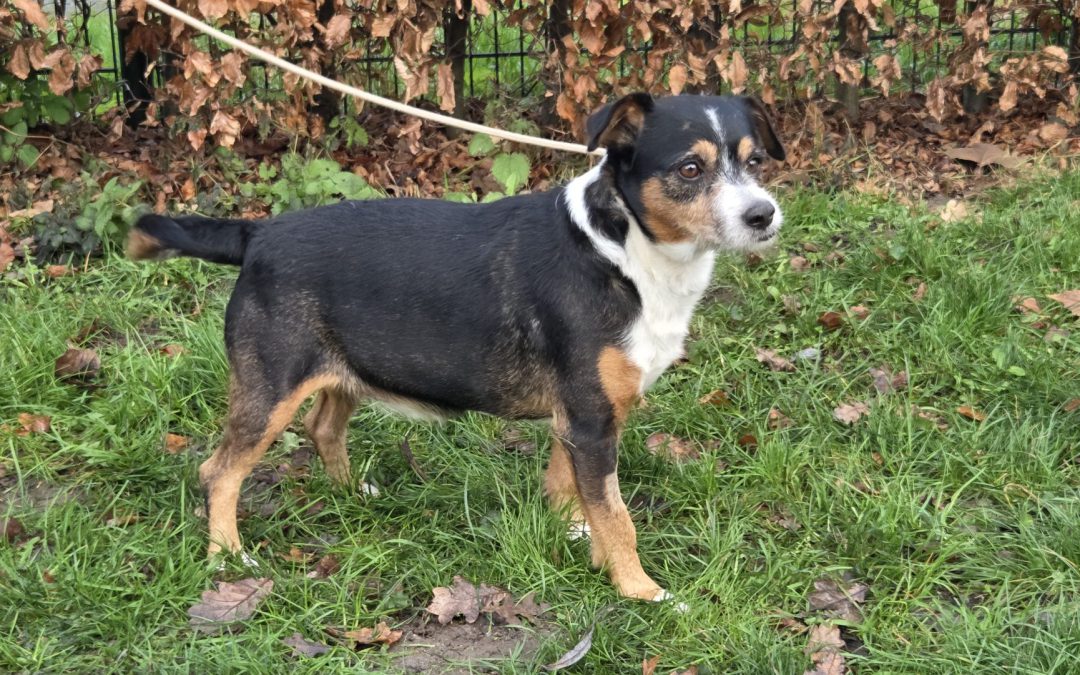 Willy- Ik heb een baas