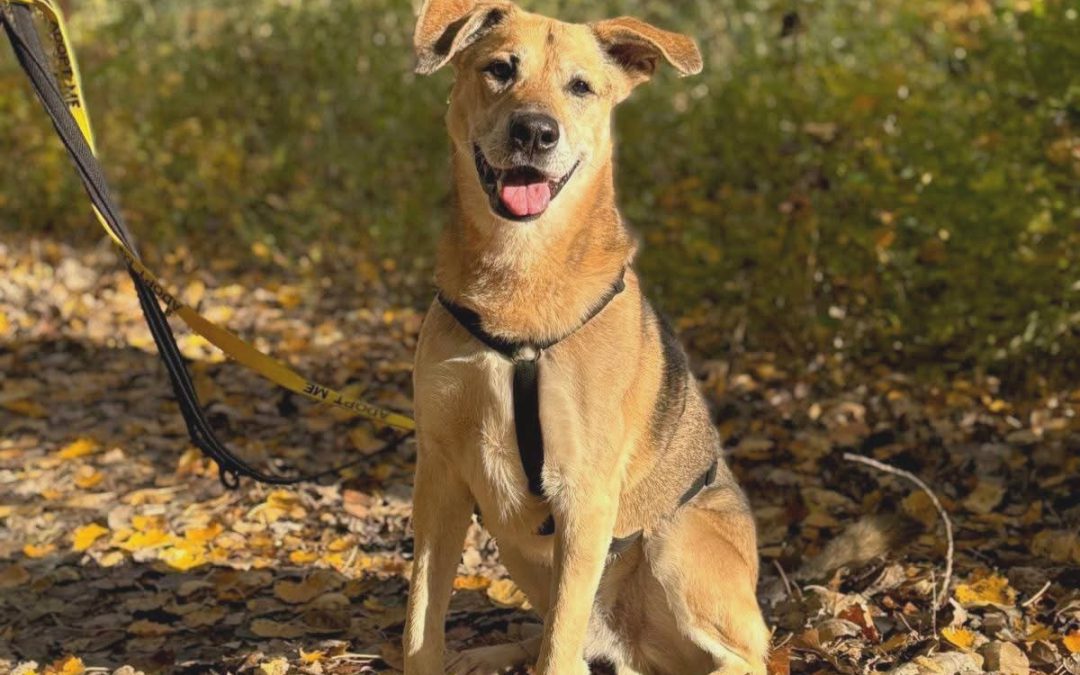 Angelo- Gereserveerd