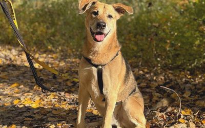 Angelo- Gereserveerd