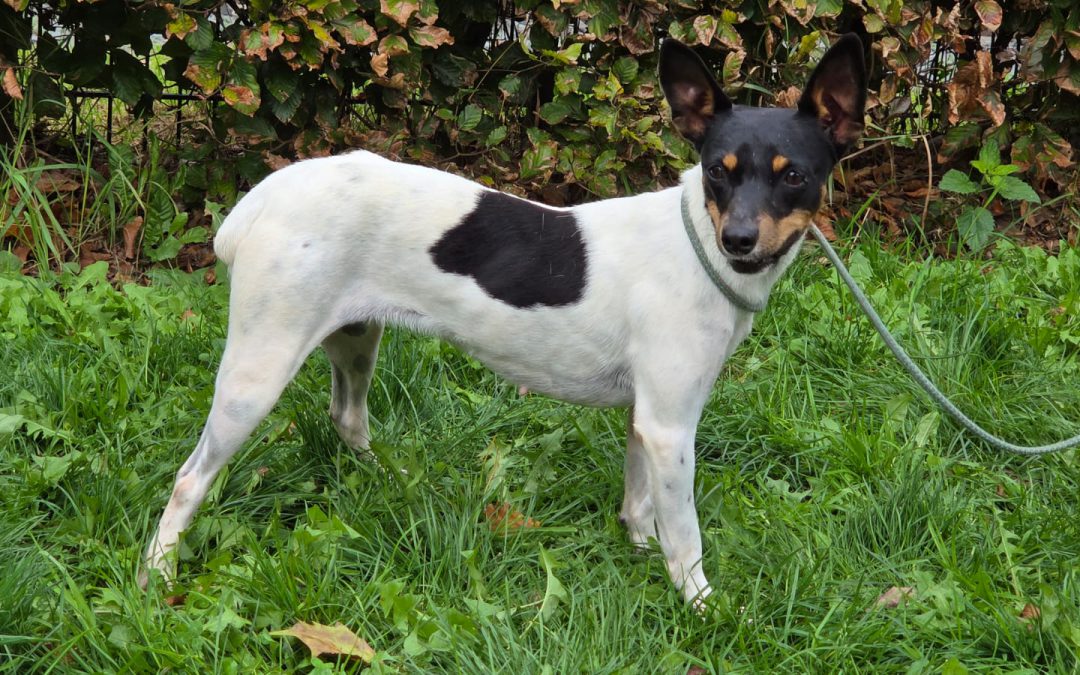 Bella – Plaatsbaar