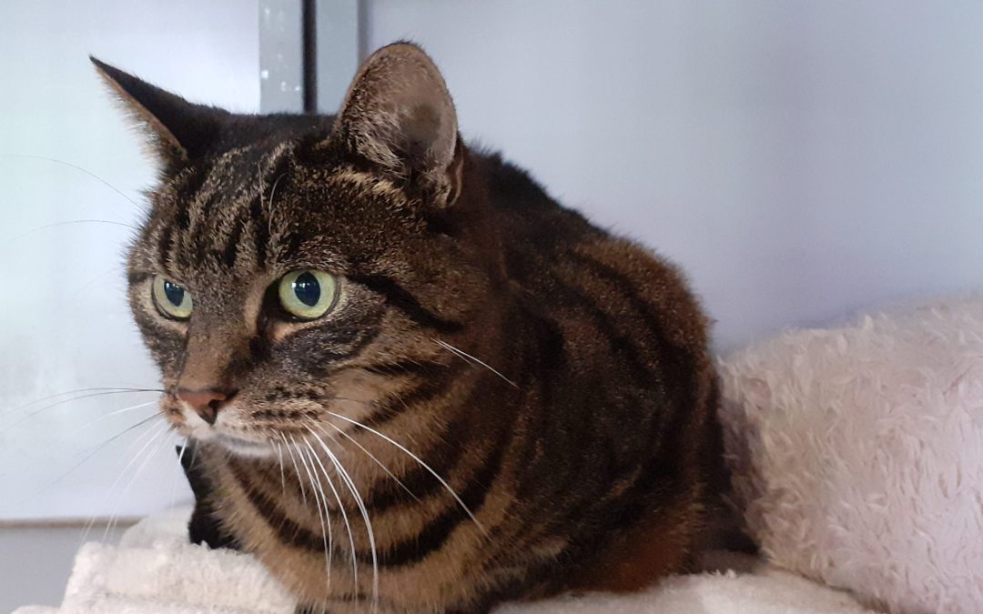 Binkie – Plaatsbaar