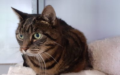 Binkie – Plaatsbaar