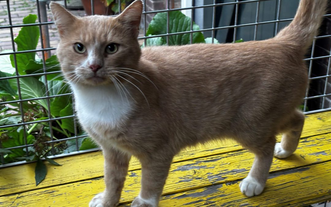 Eevee – Ik heb een baas