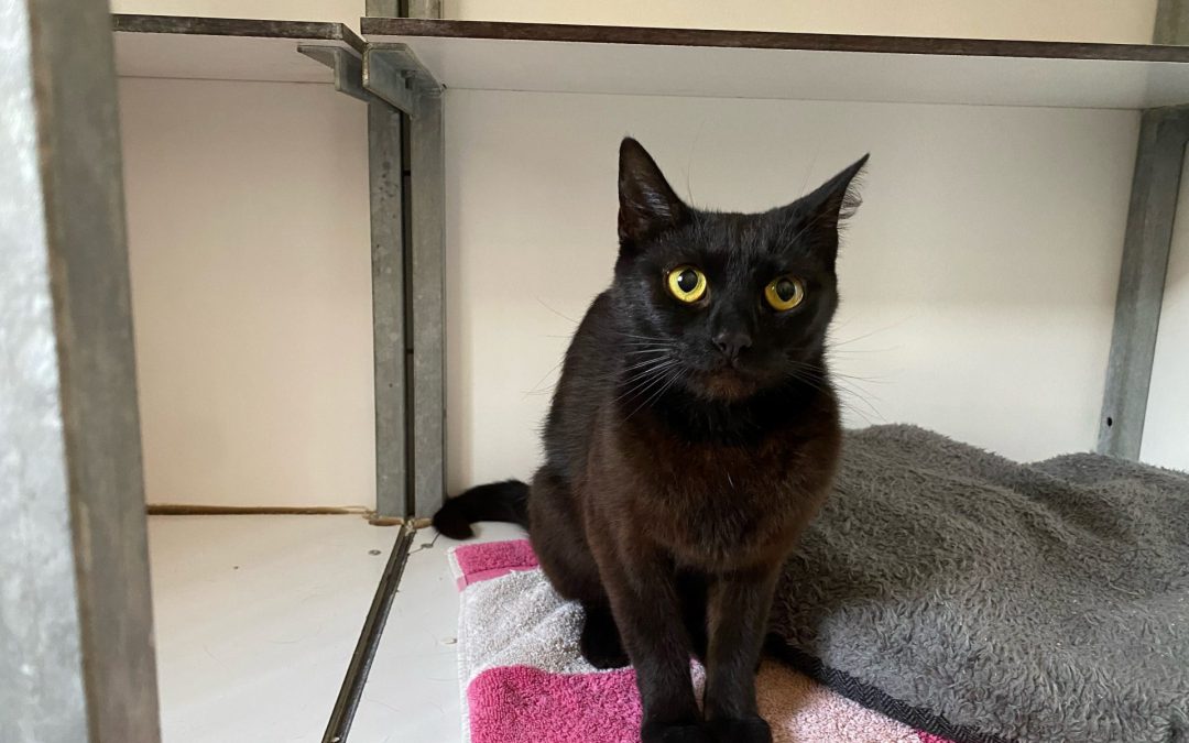 Fientje – Gereserveerd