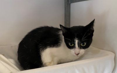 Tjesme – Plaatsbaar