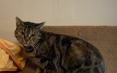 Spikkeltje- Plaatsbaar