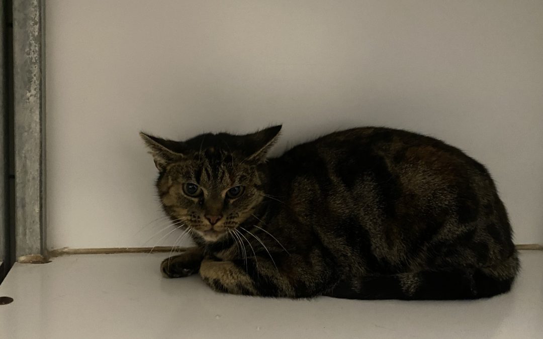 Spikkeltje- Plaatsbaar