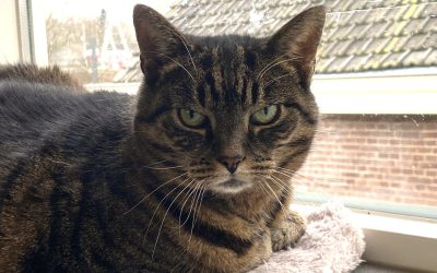 Binkie – Plaatsbaar