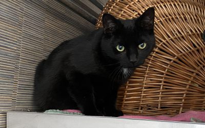 Dolfje – Ik heb een baas