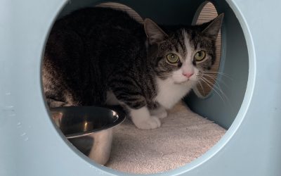 Rolfje – Ik heb een baas