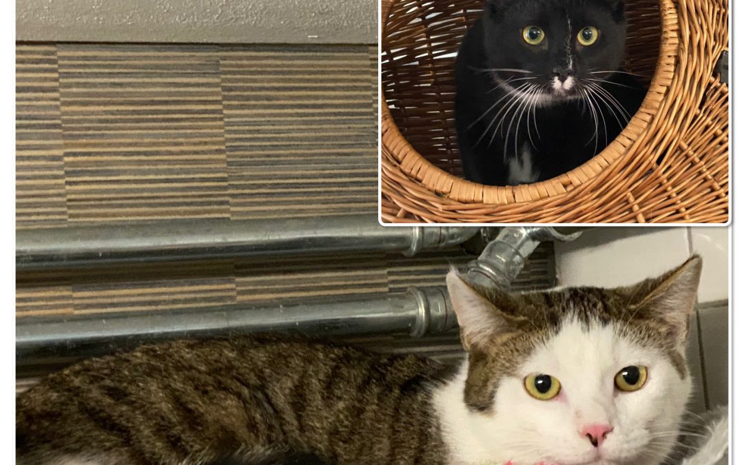 Arlo & Robin – Plaatsbaar