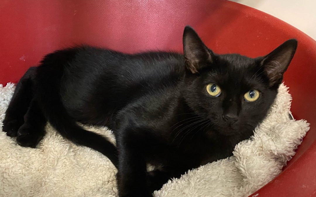 Kilian – Gereserveerd