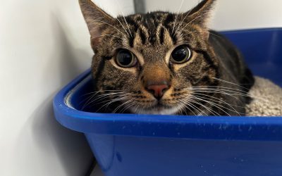 Binnengekomen – Marius